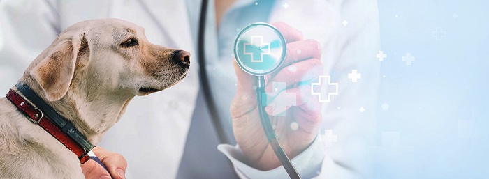 Phần mềm phòng khám thú y Phần mềm phòng khám thú y